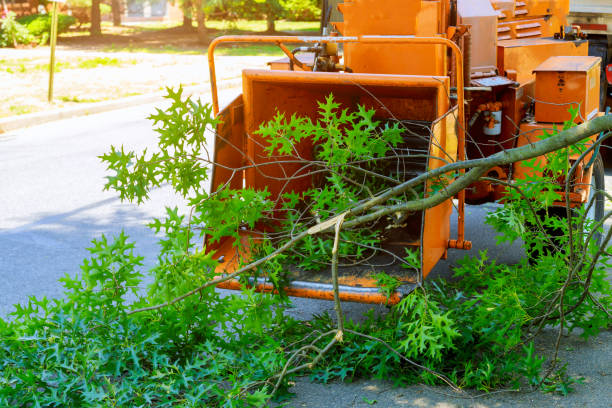 Best Hazardous Tree Removal  in Windsor, VA