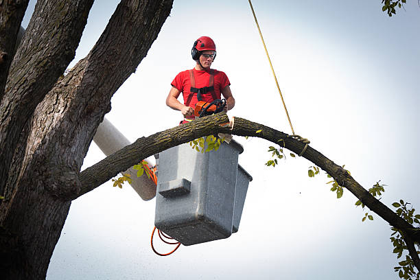 Best Firewood Processing and Delivery  in Windsor, VA