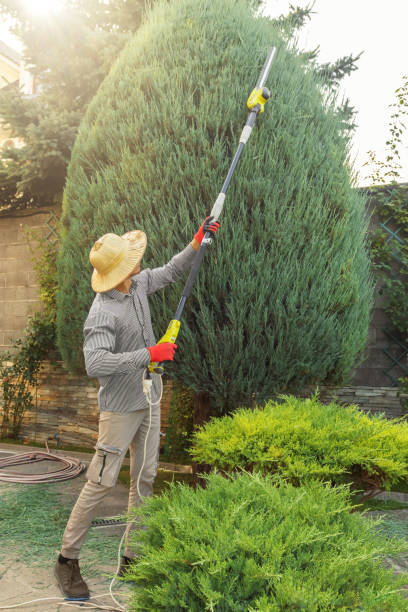 Best Tree Risk Assessment  in Windsor, VA
