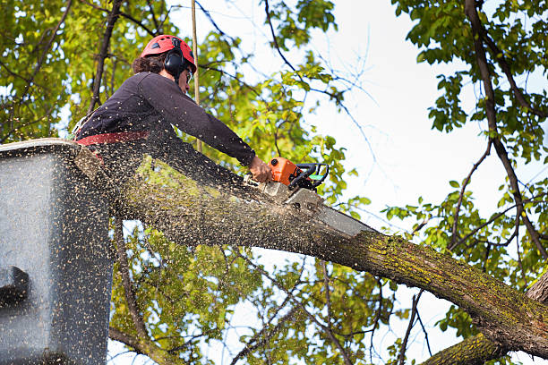 Reliable Windsor, VA Tree Services Solutions